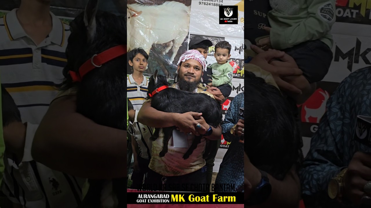 Worlds Shortest Bantam at MK Goat Farm Aurangabad 