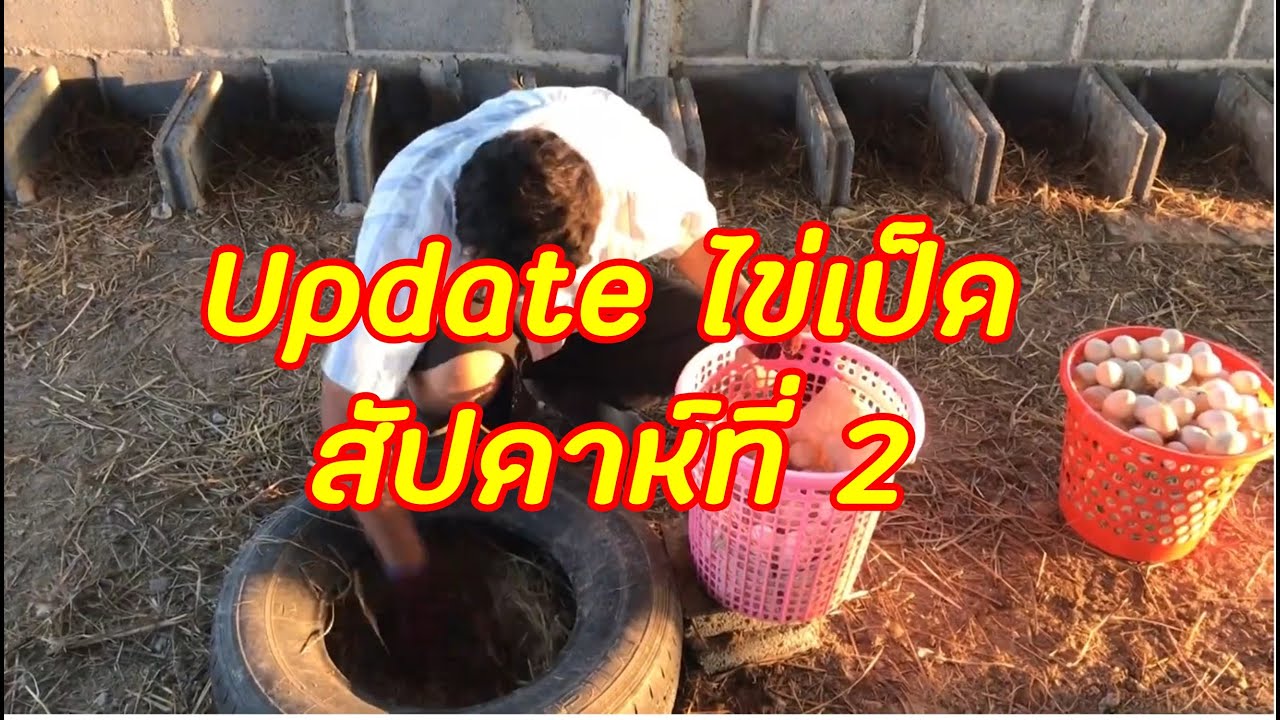 Update duck eggs after 1 week || อัพเดตไข่เป็ดหลังจากผ่านไป1อาทิตย์