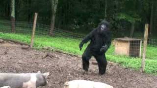 WORLD'S MOST SHOCKING BIGFOOT VIDEOS - 3 WORLD'S MOST SHOCKING BIGFOOT VIDEOS - 3