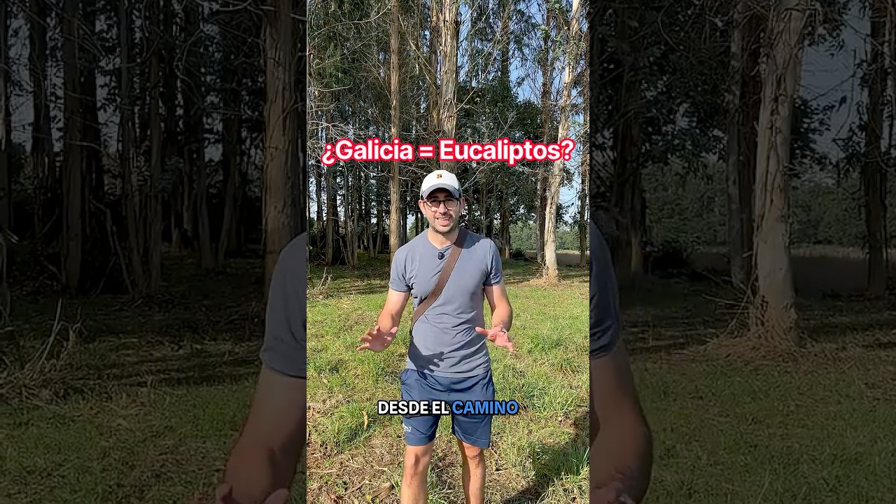Eucaliptos en Galicia  El Misterio del Bosque Australiano