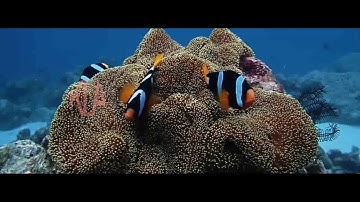 Sail Sabang 2017