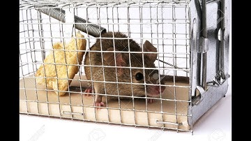 Best Mouse Traps Compilation 2017 | Mouse Traps DIY | Random Tuber