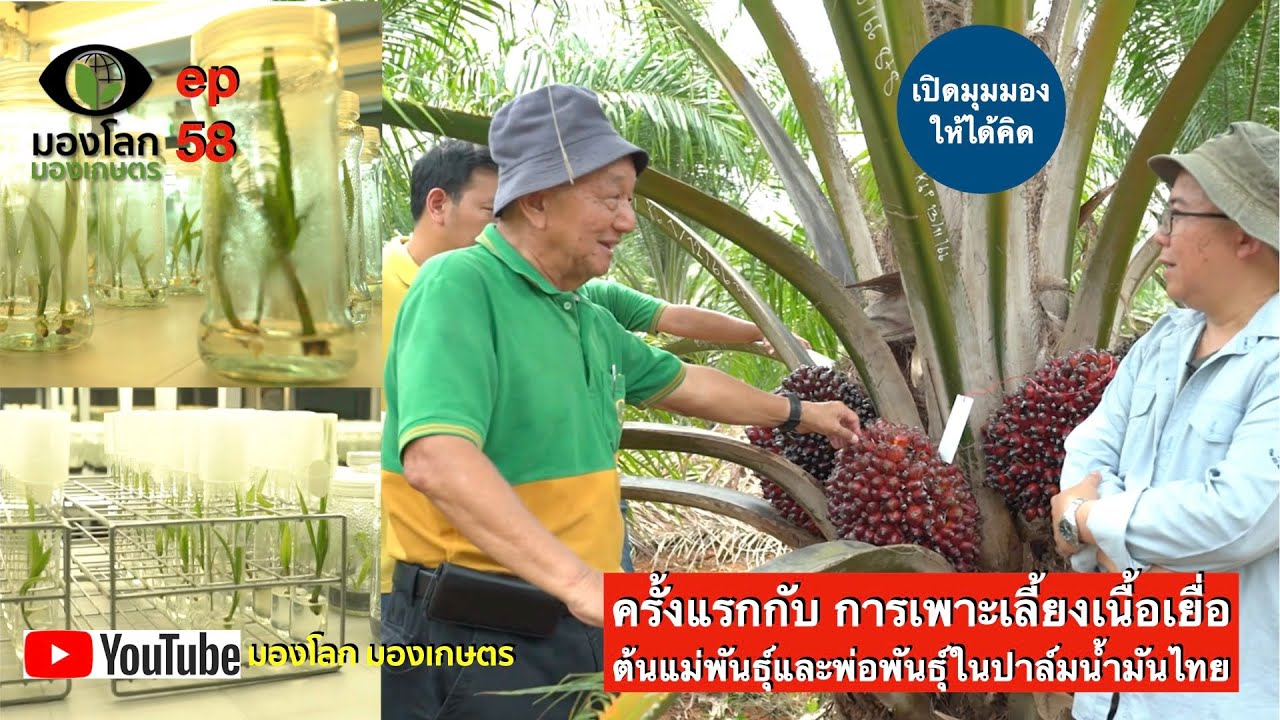 ครั้งแรกกับ การเพาะเลี้ยงเนื้อเยื่อต้นแม่พันธุ์และพ่อพันธุ์ในปาล์มน้ำมันไทย | มองโลกมองเกษตร ep58