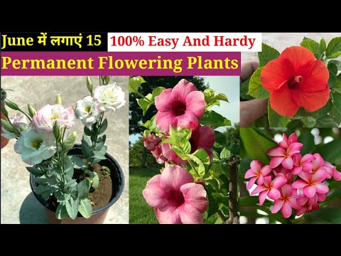 June महीने में लगाए बेहद Less Care Permanent Flowering Plants || Plants To Grow June July