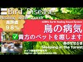 ✅鳥の病気 ★貴方のペットを癒します〓Bird Disease. Relax &amp; Healing music with Dr. Rife.