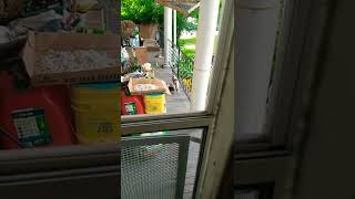 Hello Kitty From Avail