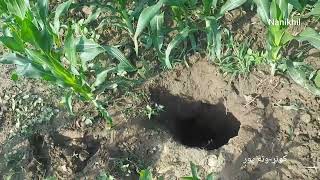 Afghanistan Kunar Watapur. افغانستان کونړ ولایت وټه پور