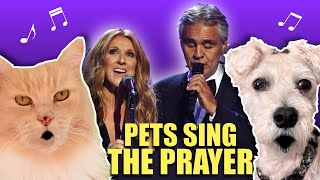 The Prayer Parody Song sung by cats and dogs