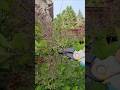 Lilac Blooms Are Out Of Control