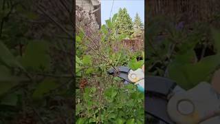 Lilac Blooms Are Out Of Control