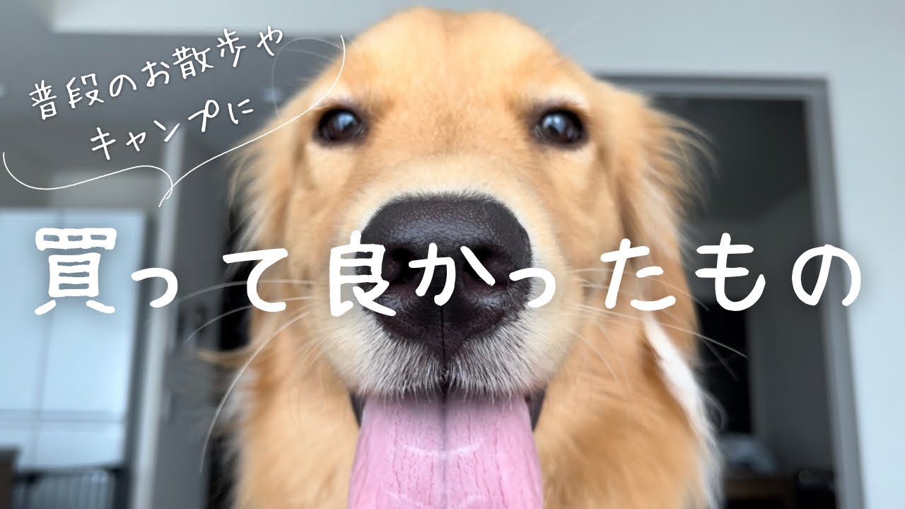【購入品紹介】お散歩やキャンプにオススメ！車内で使えるアイテムもご紹介【ゴールデンレトリバー】【大型犬】