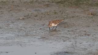 紅胸濱鷸 Calidris ruficollis 5
