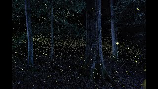 Photuris  Synchronous Fireflies of Congaree National Park