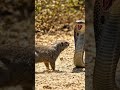 cobra #wildlife #wildlifeaivideo