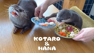 カワウソコタローとハナ　贅沢な朝ごはんいただきます！　Otter Kotaro&Hana Lovely Breakfast