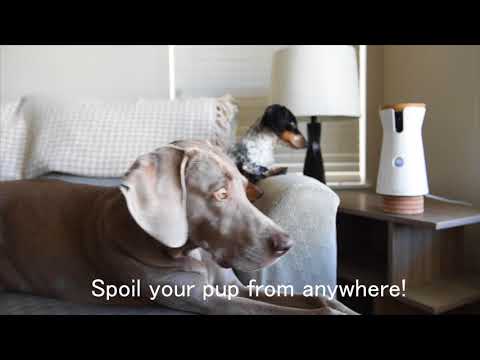 camera-made-for-dogs:-introducing-the-furbo-dog-camera