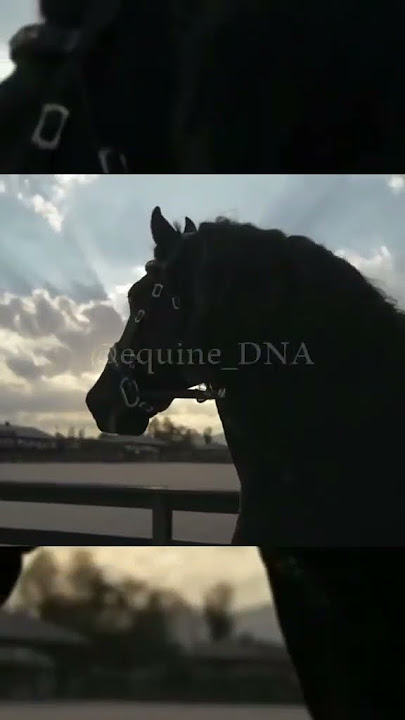 Frederick the Great - The most beautiful horse in the world #shorts #horses #equine