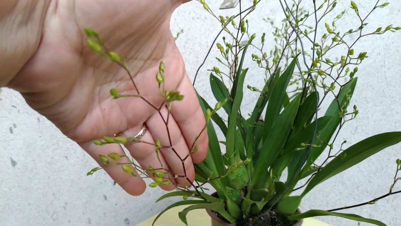 Dicas Dona Maria - Se preparando para florir - Oncidium Twinkle Amarelo -  thptnganamst.edu.vn