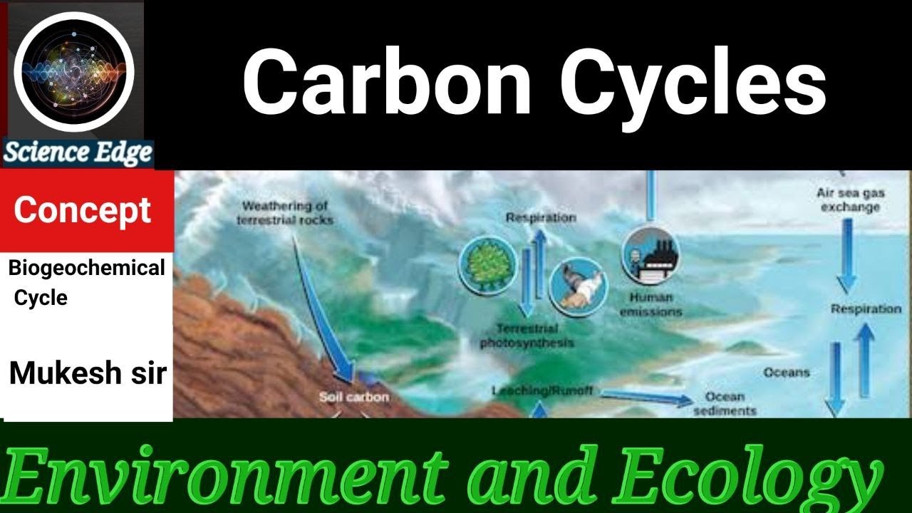 Biogeochemical Cycle | Carbon Cycle: Key Processes in Ecology and ...