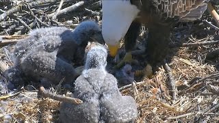 2017\/04\/23 18h40m Decorah North Nest Fish for the eaglets