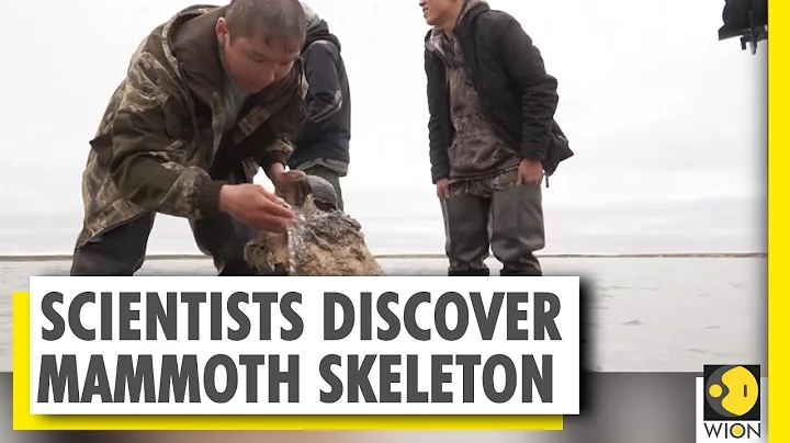 Russian paleontologists found a well-preserved skeleton of woolly mammoth in Siberian lake | WION - DayDayNews