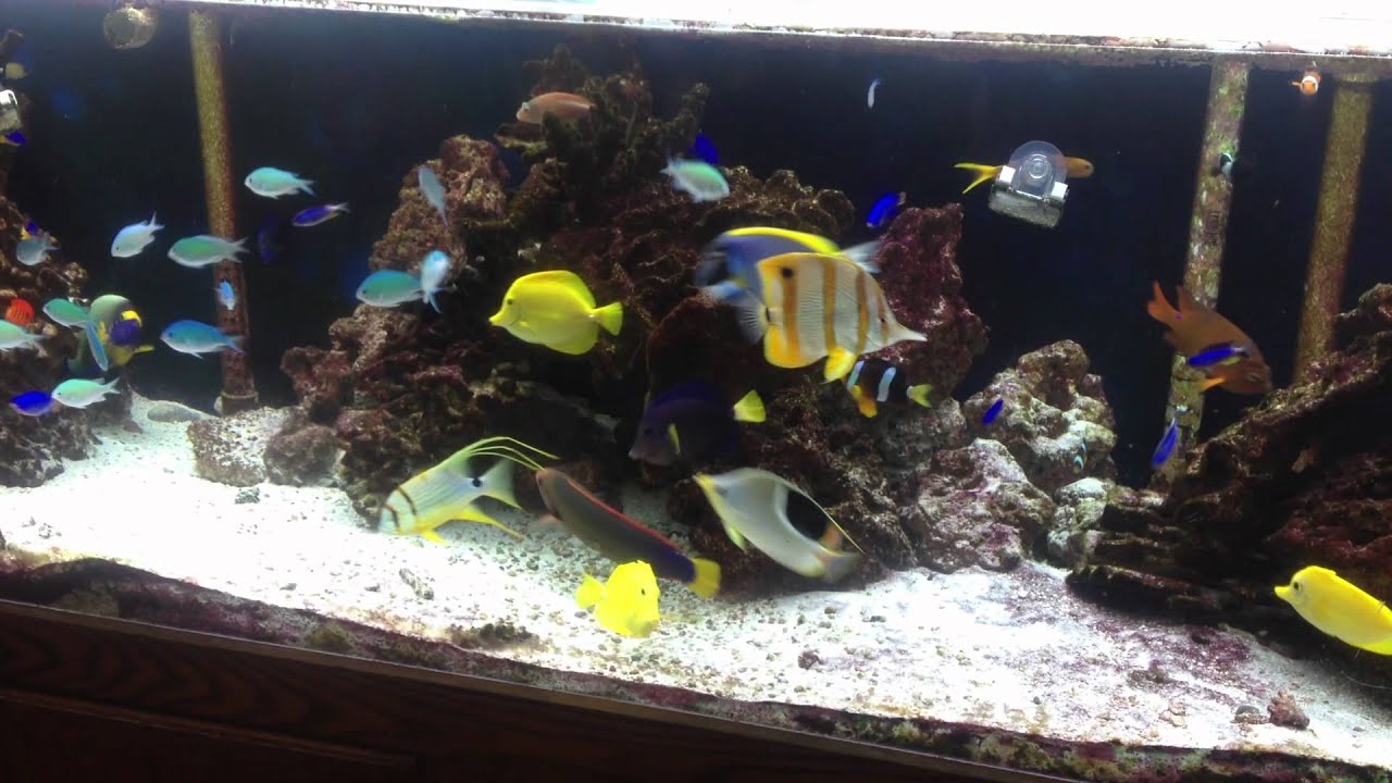 300 GAL REEF TANK