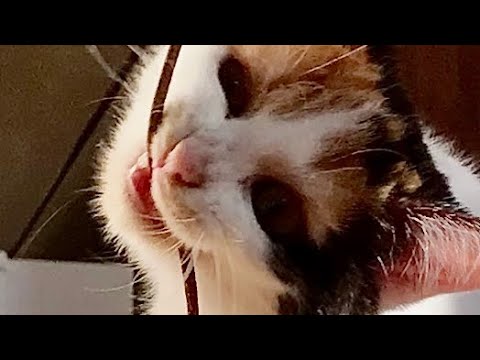 Saagi, Kari oder Sati? Kannst du unsere drei Katzen unterscheiden?
