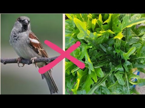 Vídeo: Pássaros estão comendo mudas - Como proteger mudas de pássaros