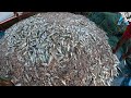 Big Catch Fishing in The Deep Sea With Big Boat | KADAL