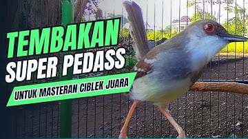 CIBLEK KRISTAL GACOR Ngebren 12 Variasi TERBAIK‼️MASTERAN BURUNG Ciblek Semi & Pancingan CIBLEK