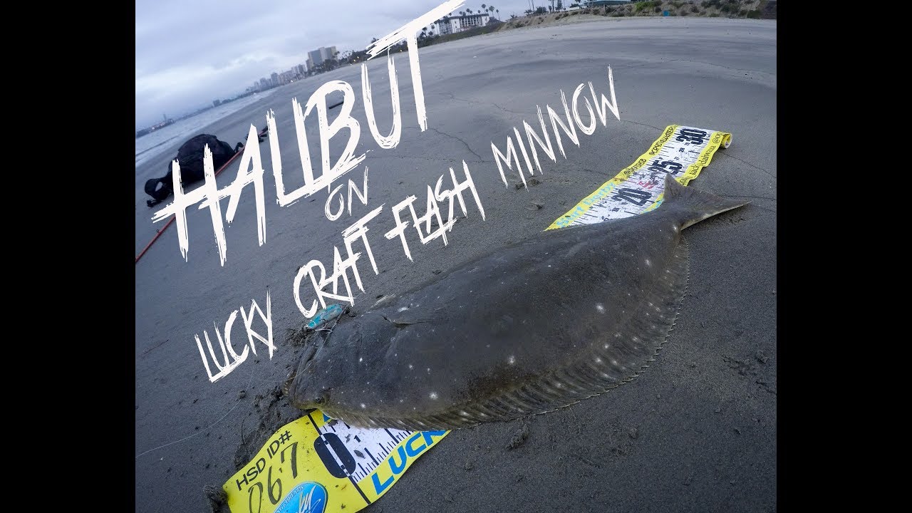 Socal Halibut Surf Fishing Lucky Craft Flash Minnow 110 YouTube