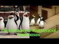 Bombsquad Machinima Penguins Vs Penguins Of Madagascar 