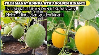 Download lagu Perbedaan melon golden kinanti dan adinda di usia 55 HSt.mana yang lebih tahan jamur