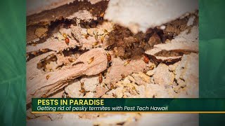 Getting rid of pests in paradise with Pest Tech Hawaii