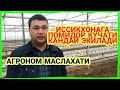 ИССИКХОНАМИЗГА ЭКСПОРТБОБ ПОМИДОР КУЧАТИ ЭКИЛДИ.