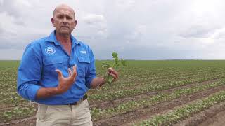 What is first square in cotton?