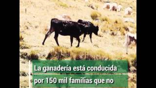 Creación De La Dirección General De Ganadería