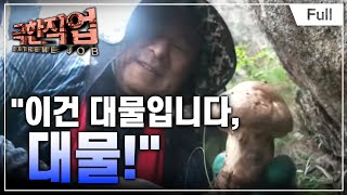 [Full] 극한직업  자연산 버섯 채취