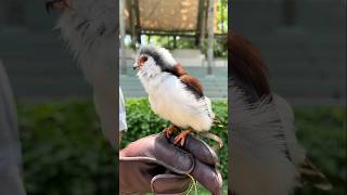 Small To Big Animal Convert Short Video #shorts #animals #viral