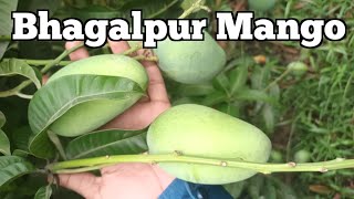 Bhagalpuri Aam I Mango I Aam ki kheti