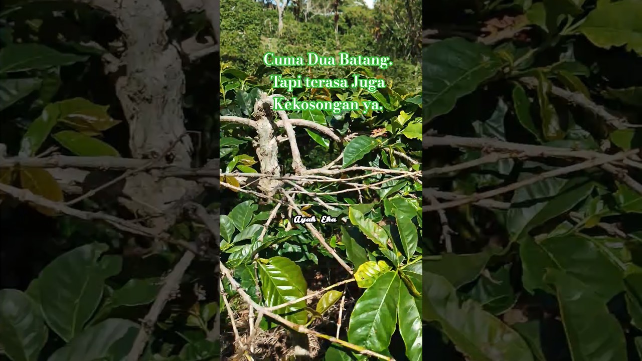 Ciri Kopi Arabica Akan Mengalami Masa Trek Part VII 