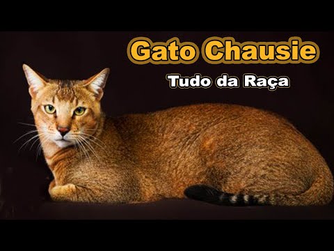 Vídeo: A raça do gato de Chausie: Um híbrido doméstico exótico e selvagem