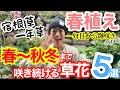 【宿根草・一年草】春に植えて、春〜秋冬まで長く咲く草花5選🖐️/ 酷暑の間でも咲き続ける🌞/ 目立った病害虫ほぼなし、お手入れも楽々🤗/ 植え付け初年度から爆咲きさせるコツあり【ガーデニング】