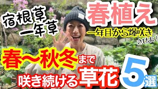 【宿根草・一年草】春に植えて、春〜秋冬まで長く咲く草花５選🖐️/ 酷暑の間でも咲き続ける🌞/ 目立った病害虫ほぼなし、お手入れも楽々🤗/ 植え付け初年度から爆咲きさせるコツあり【ガーデニング】