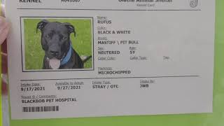 Doggos at the Olathe Animal Shelter November 30 2021