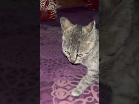 #cat #studywithmeandmycat #kitten #lifeisbutadream #cuteanimal #whowillbemylifepartnerta #cutepet
