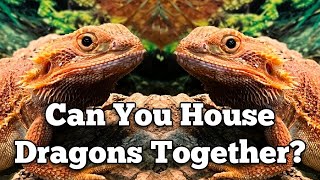 CAN YOU HOUSE BEARDED DRAGONS TOGETHER?