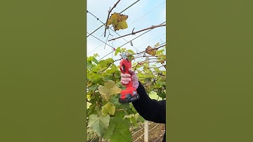 Grape Tree 🍇 Cutting | Full Pruning Guide #grape #pruning #farming #satisfying