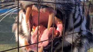 Could This Tiger Have The Scariest Face In The World ?