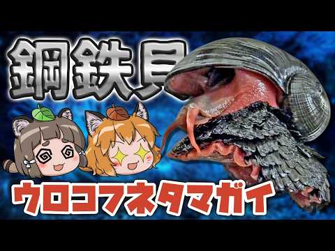 【最硬】鋼鉄の巻貝!ウロコフネタマガイのヤバさ【スケーリーフット】